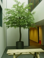 Acacia 400cm 